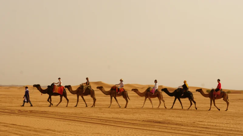 Morning desert safari in Dubai with tourists riding camels across golden sand dunes under clear sky