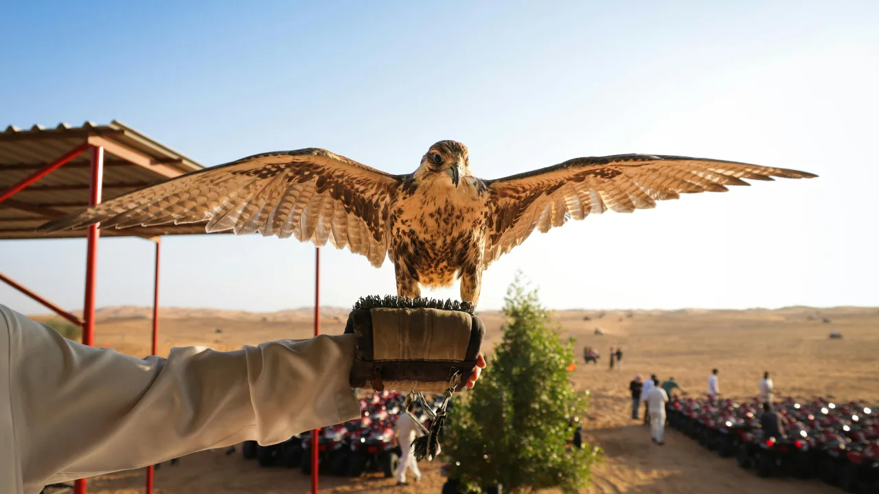 Falconry experience in Dubai desert safari with falcon spreading wings on trainer hand