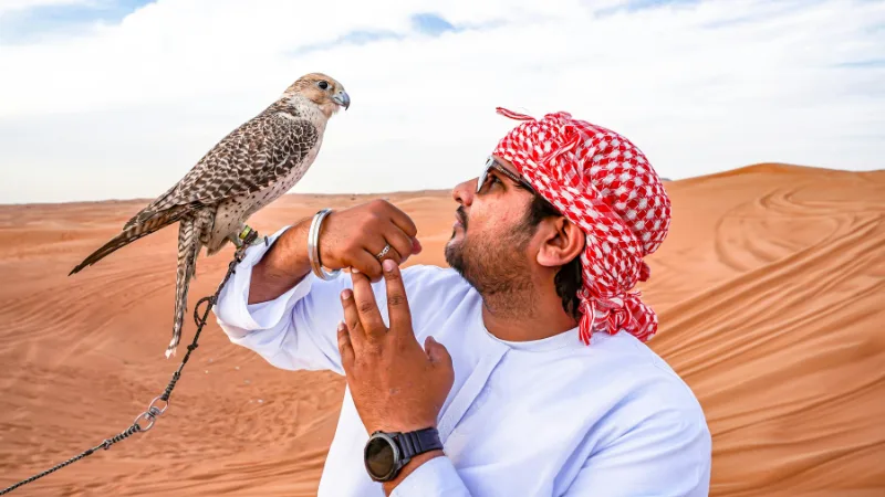 Falconry experience in Dubai desert safari with man holding trained falcon on hand